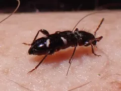 sequoia cone borer thumbnail 4
