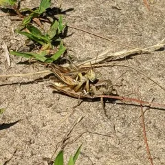 Pasture Spur-throat Grasshopper thumbnail 2