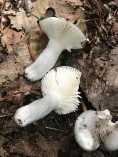 Green Russula thumbnail 2