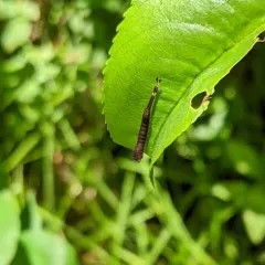 White Furcula Moth thumbnail 3