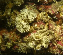 Lattice-Work Bryozoan thumbnail 3