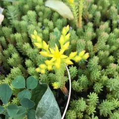 Tasteless Stonecrop thumbnail 2