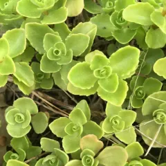 Caucasian Stonecrop thumbnail 2