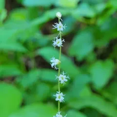 Smallflower Miterwort thumbnail 3