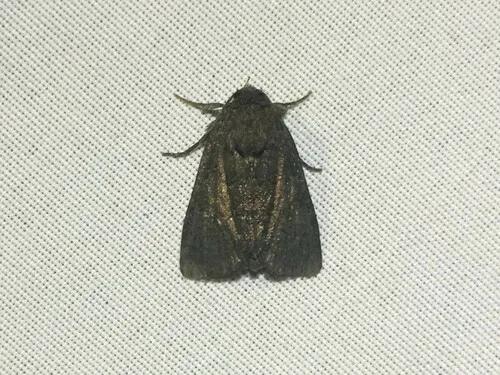 Tawny Marbled Minor