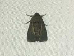 Tawny Marbled Minor thumbnail 1