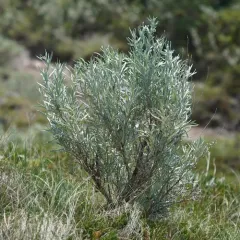 Silver Sagebrush thumbnail 2