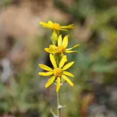 woolly groundsel thumbnail 3
