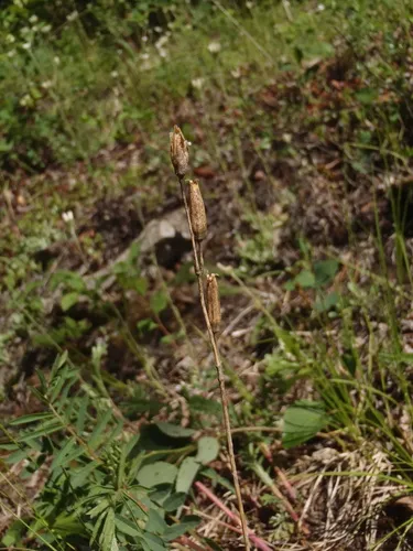 Drummond's Campion