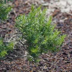 Greasewood thumbnail 3