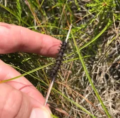 Coastal Barrens Buck Moth thumbnail 2