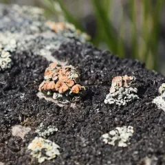 Orange Rock Posy thumbnail 4
