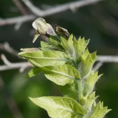 black henbane thumbnail 4