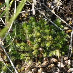 dense spikemoss thumbnail 3