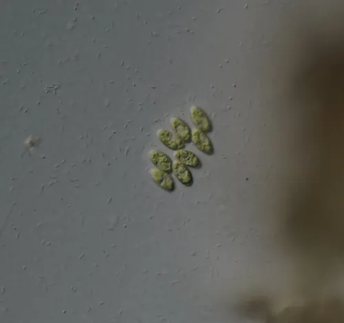 Scenedesmus obtusus