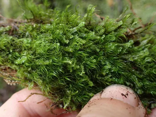 Curve-leaved Bow-moss