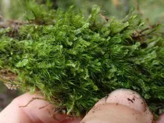 Curve-leaved Bow-moss thumbnail 1