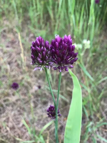 Purple-flowered Garlic