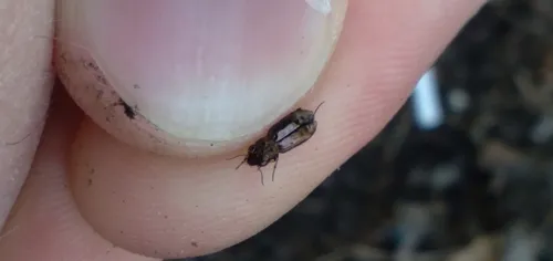 Notiophilus directus
