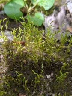 Trematodon ambiguus thumbnail 2
