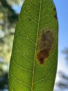 Cameraria tildeni thumbnail 3