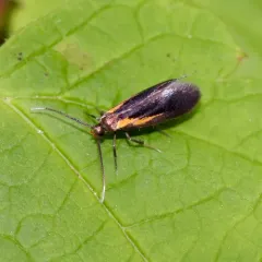 Newman's Mathildana Moth thumbnail 4