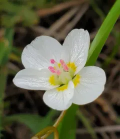 Rydberg's Springbeauty thumbnail 4