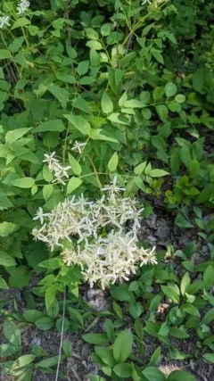 Erect Clematis thumbnail 2