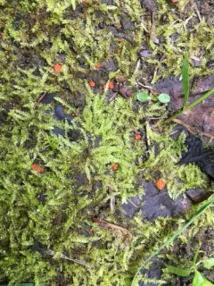 Pulvinula convexella thumbnail 3