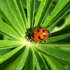 Casey's Lady Beetle thumbnail 4