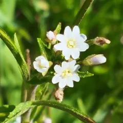 marsh willowherb thumbnail 4