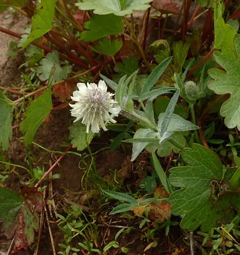 Woollyhead Clover