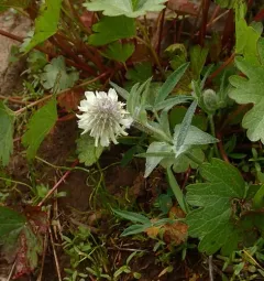 Woollyhead Clover thumbnail 1