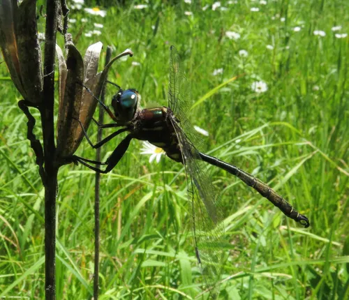 Hine's Emerald