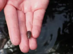Harford's Isopod thumbnail 3