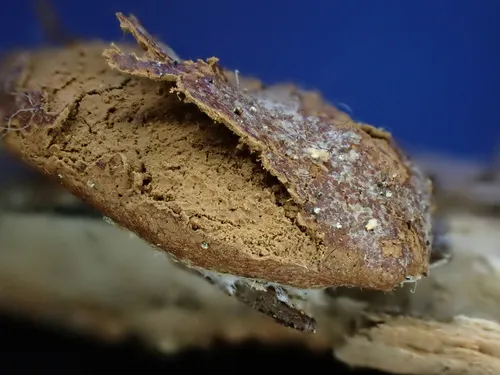 Reticularia jurana