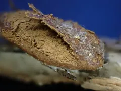 Reticularia jurana thumbnail 1