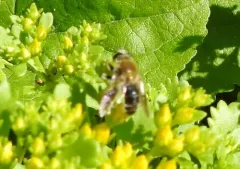 Midwestern Bee-mimic Fly thumbnail 2