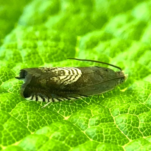 Three-lined Grapholita Moth