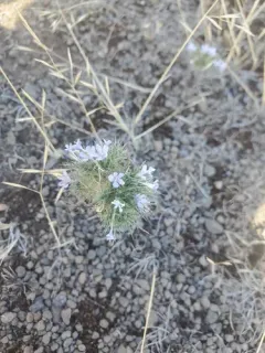 marigold pincushionplant thumbnail 2