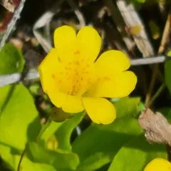 primrose monkeyflower thumbnail 2