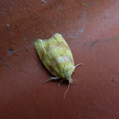 Oak Leafshredder Moth thumbnail 2