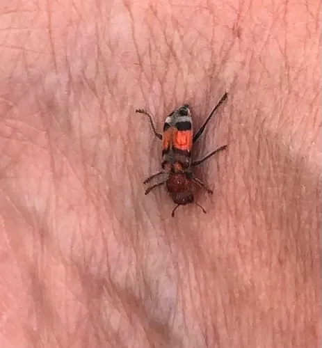 Enoclerus coccineus