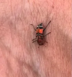 Enoclerus coccineus thumbnail 1