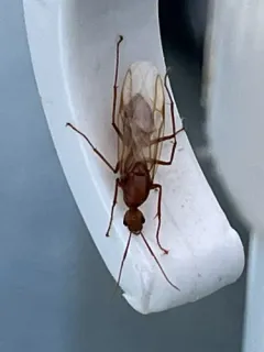 Chestnut Carpenter Ant thumbnail 2