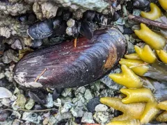 Straight Horse Mussel thumbnail 1