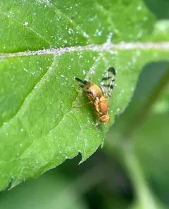 Barberry Fly thumbnail 3