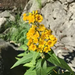 Yellow Loosestrife thumbnail 2
