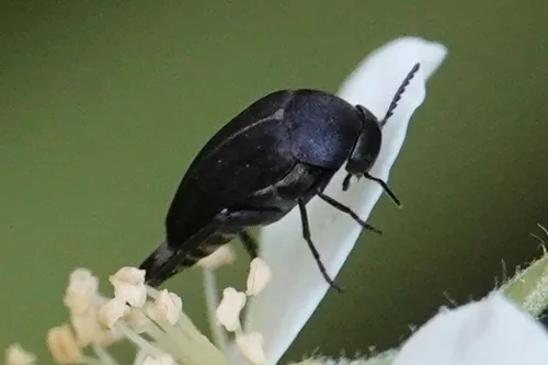 Tumbling Mourner
