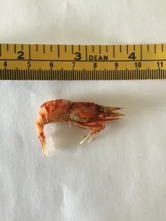 Shortscale Eualid thumbnail 2